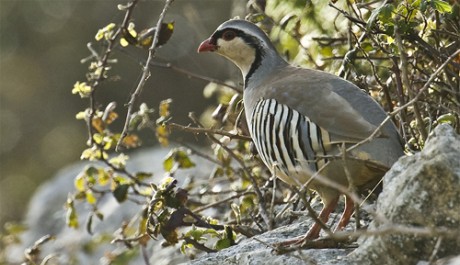 Coturnice di Sicilia, di T. Puma