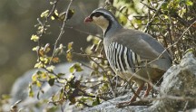 Coturnice di Sicilia, di T. Puma