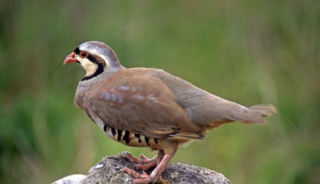 Coturnice, di M. Bonora