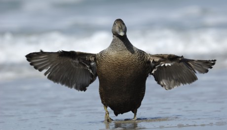 Edredone Le Specie Protette Gli Uccelli In Italia Le Specie Uccelli Da Proteggere
