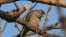 Falco cuculo, di M. Mendi