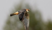 Falco cuculo, di F. Damiani