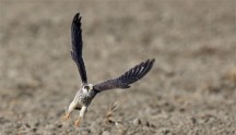 Falco cuculo, di F. Damiani