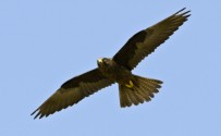 Falco della regina, di D. Lingard