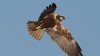 Falco di palude, di F. Cilea 