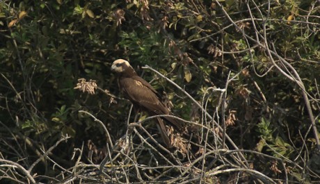 Falco di palude, di F. Damiani