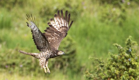 Falco pecchiaiolo, di W. Vivarelli