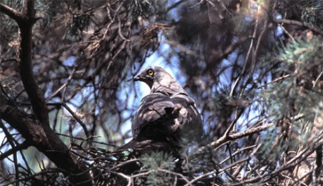 Falco pecchiaiolo, di M. Mendi 