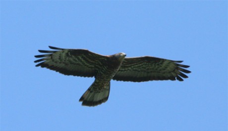 Falco pecchiaiolo, di M. Mendi