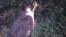 Falco pellegrino, di M. Ravasini