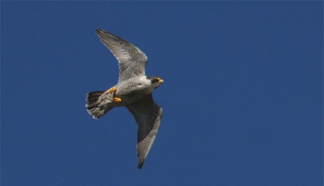 Falco pellegrino, di M. Mendi