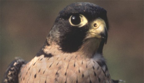 Falco pellegrino, di F. Mezzatesta