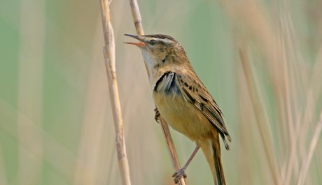 Forapaglie comune, di L. Sebastiani