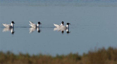 Gabbiani corallini, di www.justbirds.it