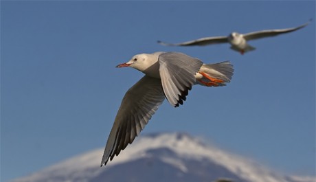 Gabbiano roseo, di A. Scuderi