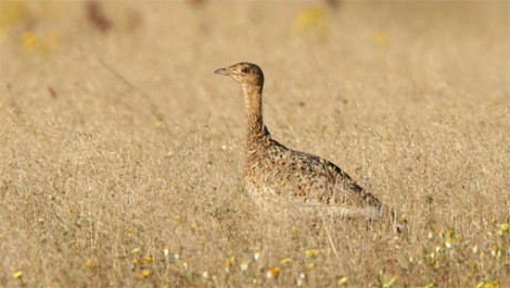 Gallina prataiola, di M. Mendi