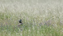 Gallina prataiola, di F. Damiani