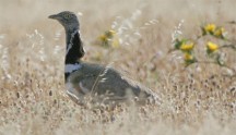 Gallina prataiola, di F. Veronesi