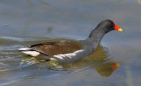 Gallinella d'acqua, di Fabio Cilea