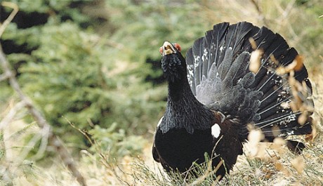 Gallo cedrone, di Arch.  LIPU 