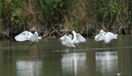 Garzetta, di www.justbirds.it 