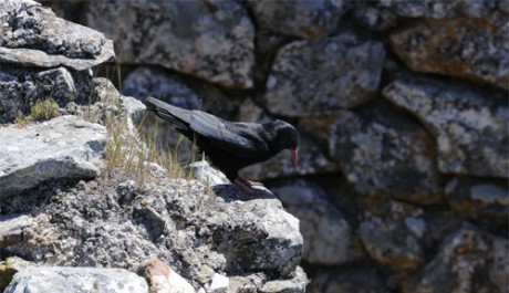 Gracchio corallino, di B. Capitani