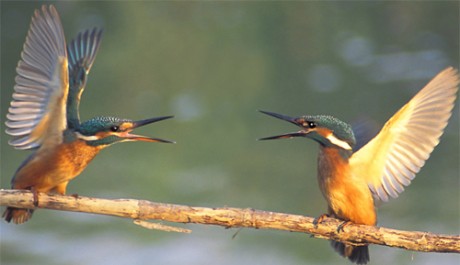 Martin pescatore, di M. Bottoni 