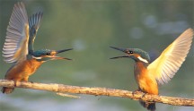 Martin pescatore, di M. Bottoni 