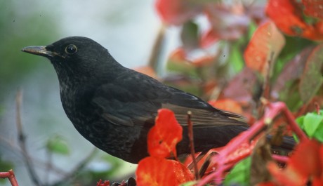 perchè del colore nero dei merli