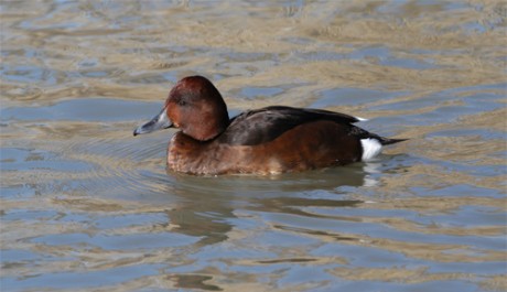 Moretta tabaccata, di M. Bonora