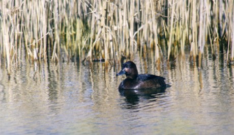 Moretta tabaccata, di F. Caporali