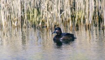 Moretta tabaccata, di F. Caporali