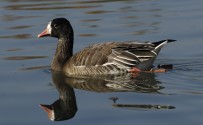 Oca lombardella, di Maurizio Bonora