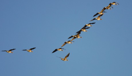 Oca lombardella, di Angelo Alberi