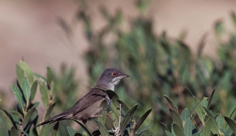 Occhiocotto femmina, di M. Mendi