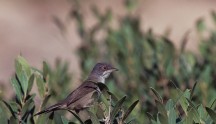 Occhiocotto femmina, di M. Mendi