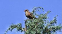 Ortolano, di C. Fietta