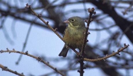 Ortolano, di B. Capitani