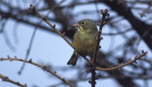 Ortolano, di B. Capitani