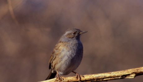 Passera scopaiola, di Maurizio Bonora