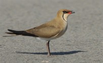 Pernice di mare, di A. Alberi