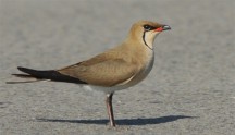 Pernice di mare, di A. Alberi