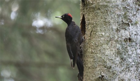 Picchio nero, di F. Damiani