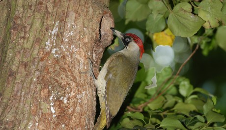 Picchio Verde, di M. Bonora