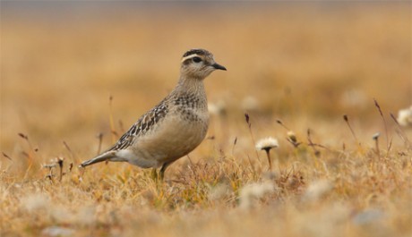 Piviere tortolino, di M. Messa