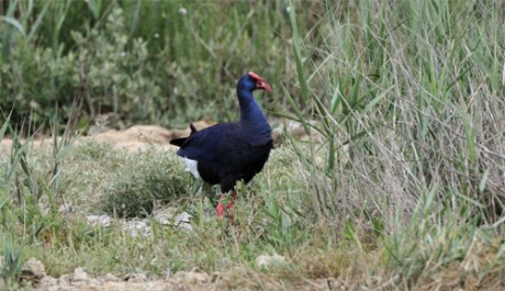 Pollo sultano, di B. Capitani