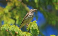 Prispolone, di Luigi Sebastiani da www.birds.it