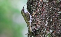 Rampichino alpestre, di Luigi Sebastiani, www.birds.it