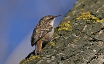 Rampichino comune, di Luigi Sebastiani