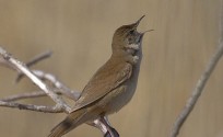 Salciaiola, da Suomenlina Ornithological Society (http://suomenlinna-birds.com)